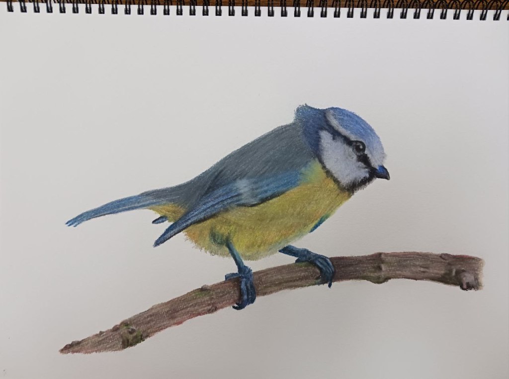 Soft pastel drawing of a bluetit perched on a branch, with delicate blue and yellow feathers.